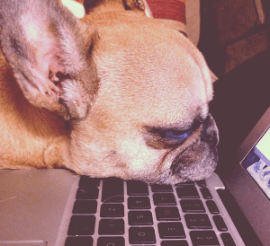 Frenchie Sleeping
