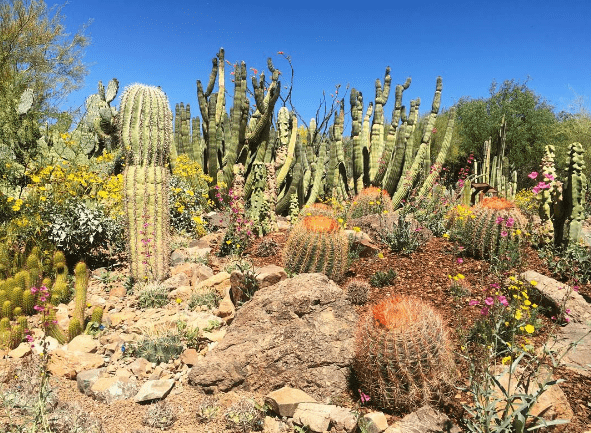 Tucson