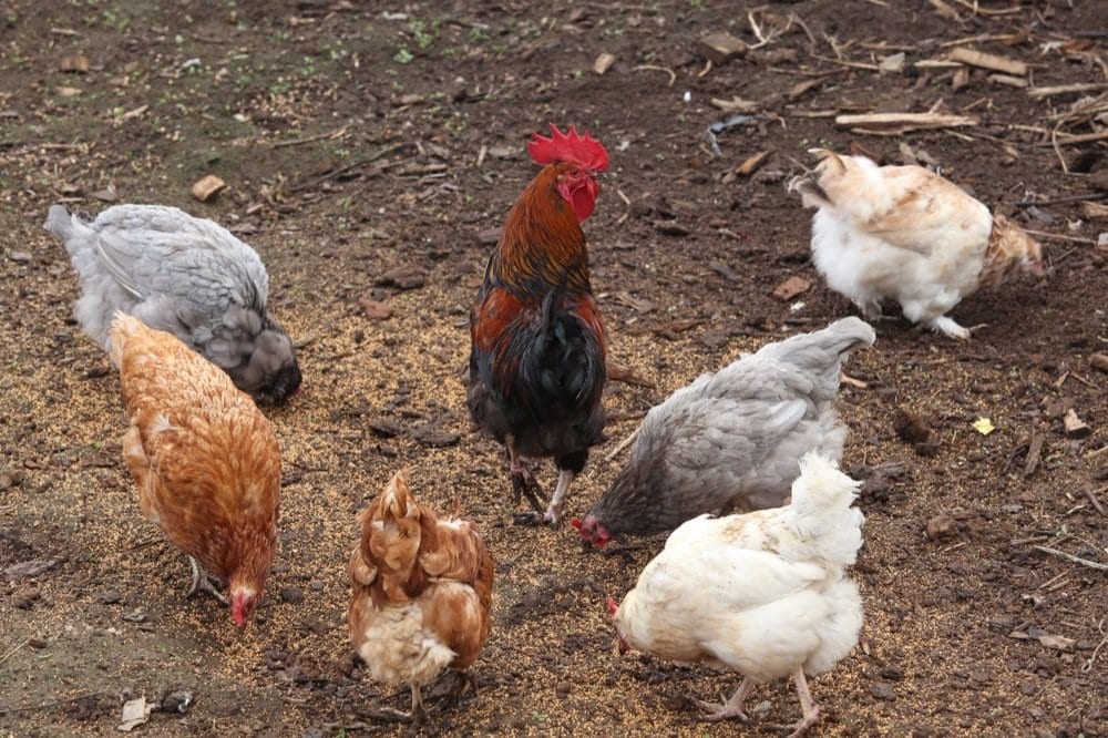 raising chickens for eggs