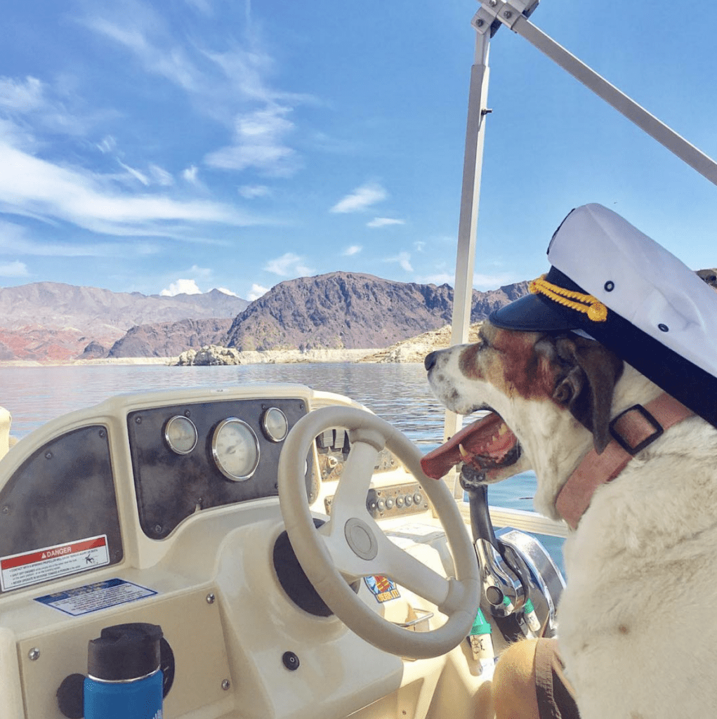 Traveling with a dog