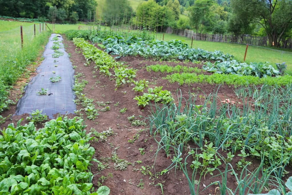 backyard produce for the article Rural side hustles from home